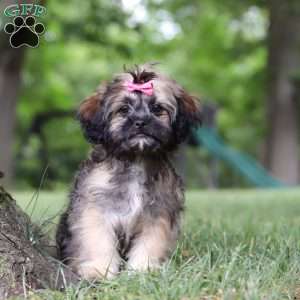 Sophia, Lhasa Apso Puppy